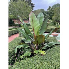Ensete