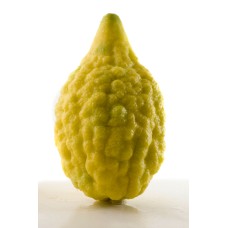Etrog