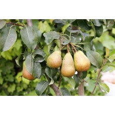 European Pear
