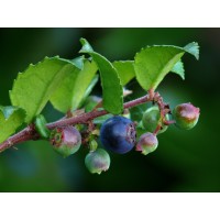 Evergreen Huckleberry