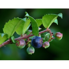 Evergreen Huckleberry