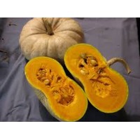 Flat White Boer Pumpkin