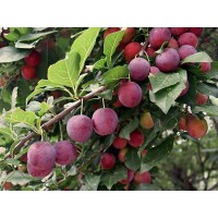 Flatwoods Plum
