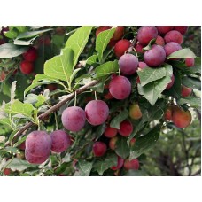 Flatwoods Plum