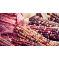 Flint Corn