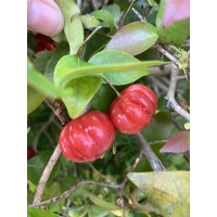 Florida Cherry