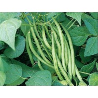 French Bean