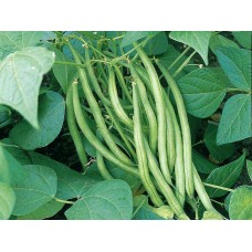 French Bean