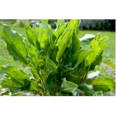 French Sorrel
