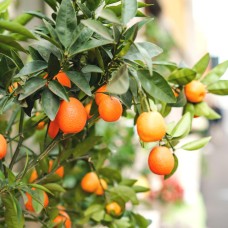 Fukushu Kumquat