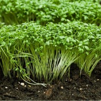 Garden Cress