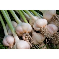 Garlic