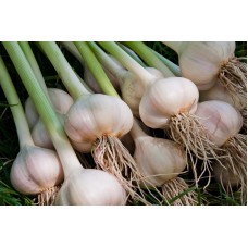 Garlic