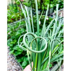 Garlic Scapes