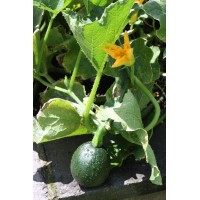 Gem Squash