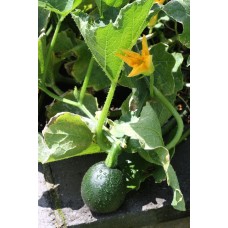 Gem Squash