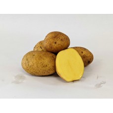 German Butterball Potato