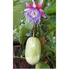 Giant Granadilla