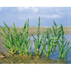 Glasswort