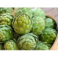 Globe Artichoke