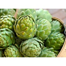 Globe Artichoke