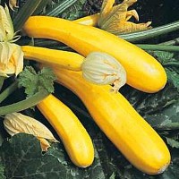 Gold Rush Squash