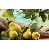 Gorham Pear