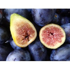 Greek Fig