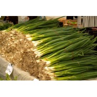 Green Onion