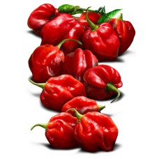Habanero Pepper