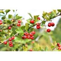 Hawthorn Berry