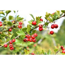 Hawthorn Berry