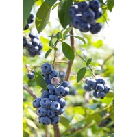 Highbush Blueberry