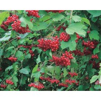 Highbush Cranberry
