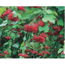 Highbush Cranberry