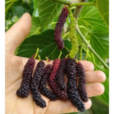 Himalayan Mulberry