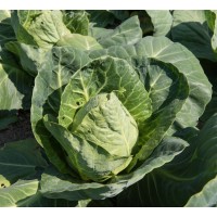 Hispi Cabbage
