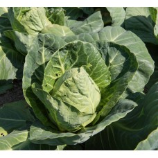 Hispi Cabbage