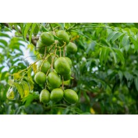 Hog Plum
