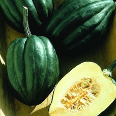 Honey Bear Squash