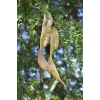Honey Locust