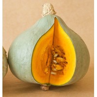 Hubbard Squash