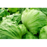 Iceberg Lettuce