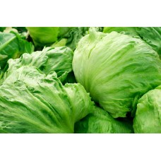 Iceberg Lettuce