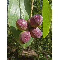 Indian Almond