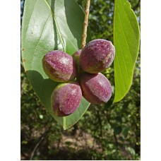 Indian Almond