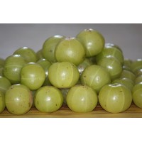 Indian Gooseberry