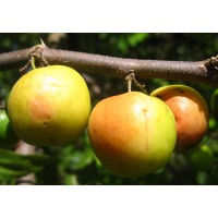 Indian Jujube