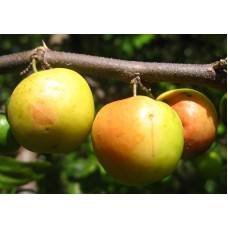 Indian Jujube