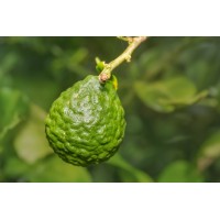 Indonesian Lime